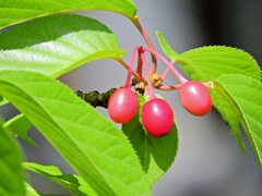 河津桜の実　４