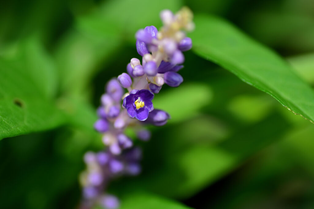 藪蘭が開花　１