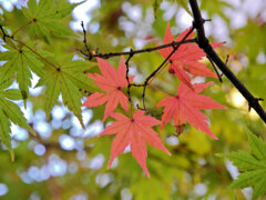 等々力緑地公園の紅葉が色付き始めました　８