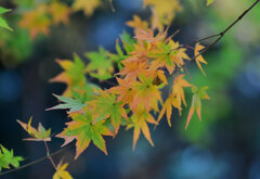 年末の大掃除・・綺麗だったなぁ～　紅葉　６
