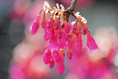 寒緋桜 （かんひざくら）　６