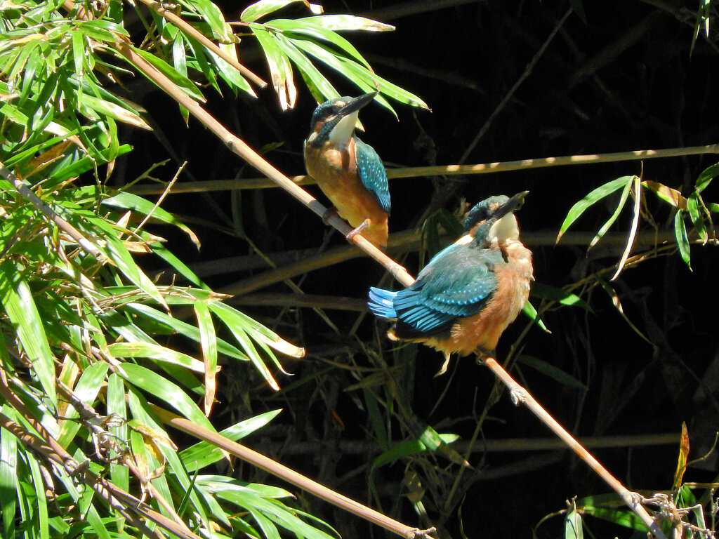 矢上川でカワセミちゃん　１８