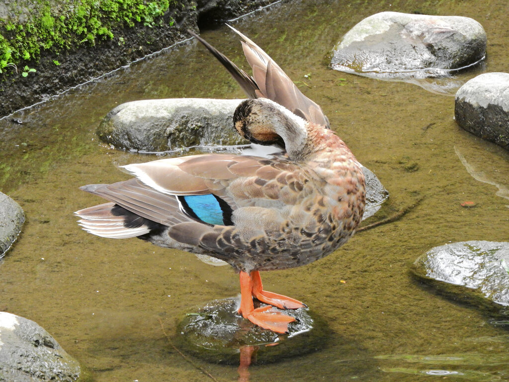 二ヶ領用水路・・カルガモ一家　６