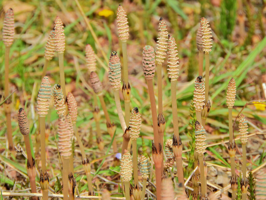 探し尽くした土筆　５