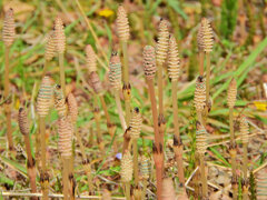 探し尽くした土筆　５