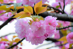 八重桜の♡を探して・・・５
