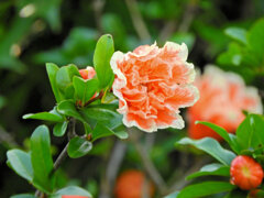 八重咲き石榴の花　３