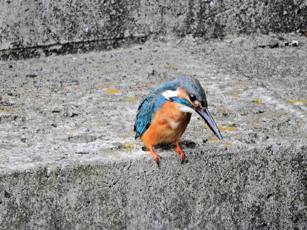 久々のカワセミ　５