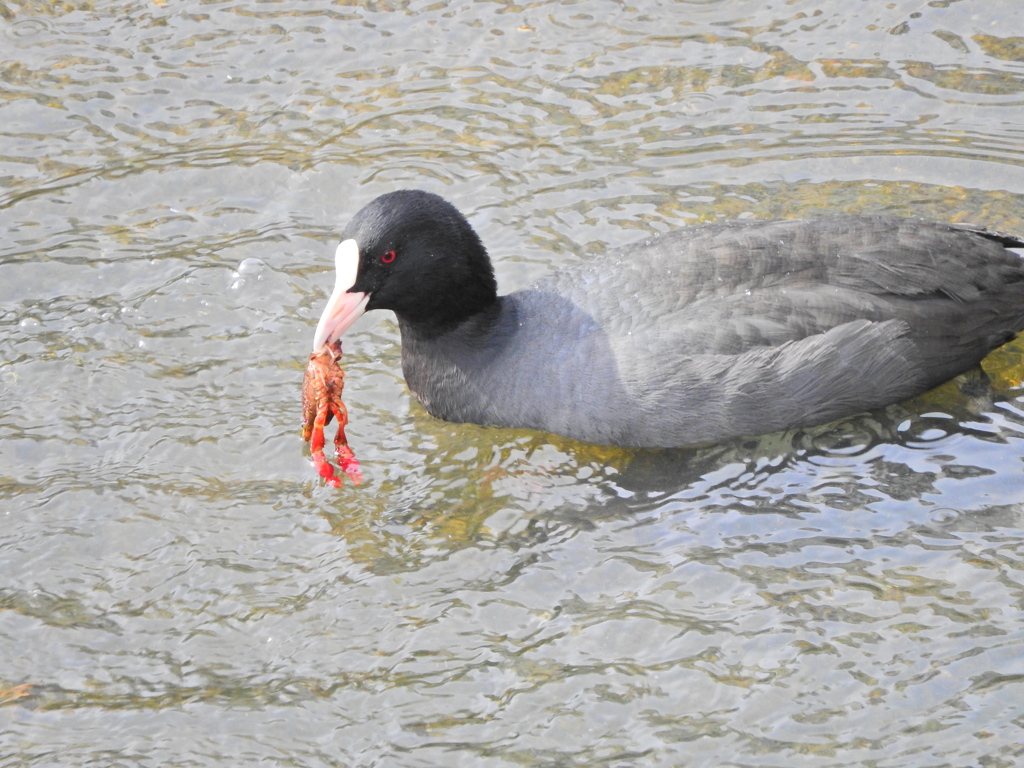 矢上川でマガモさん持て余したザリガニを食べるオオバン３