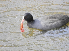矢上川でマガモさん持て余したザリガニを食べるオオバン３