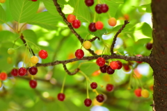 河津桜の実　８