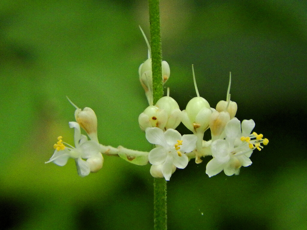 里山で藪茗荷が開花　５