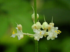 里山で藪茗荷が開花　５