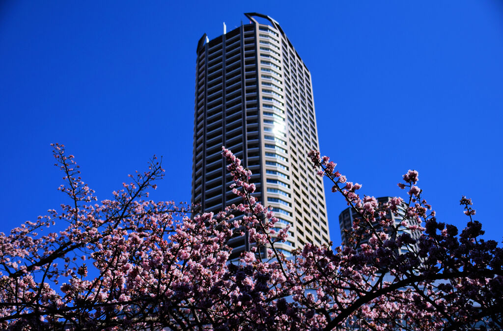 桜と武蔵小杉高層マンション　2/3