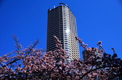 桜と武蔵小杉高層マンション　2/3
