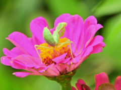 ジニアの花で獲物を待つ　蟷螂　１