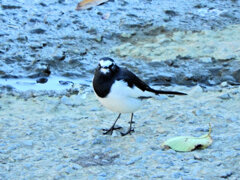 セグロセキレイ　７