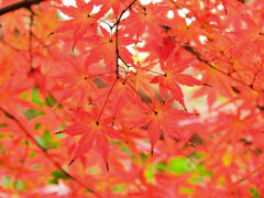 年末の大掃除　撮り溜め紅葉放出　９
