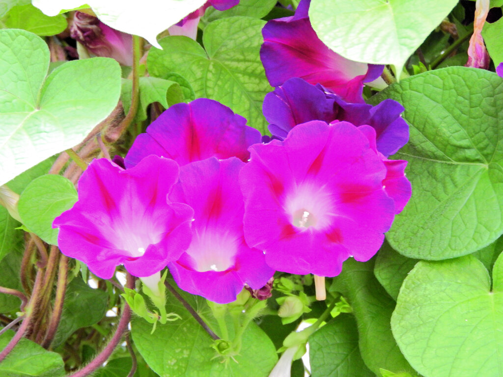 あさがぉおぉ～２