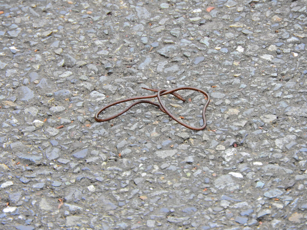 ハリガネムシ（針金虫）１