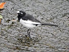 セグロセキレイ　２