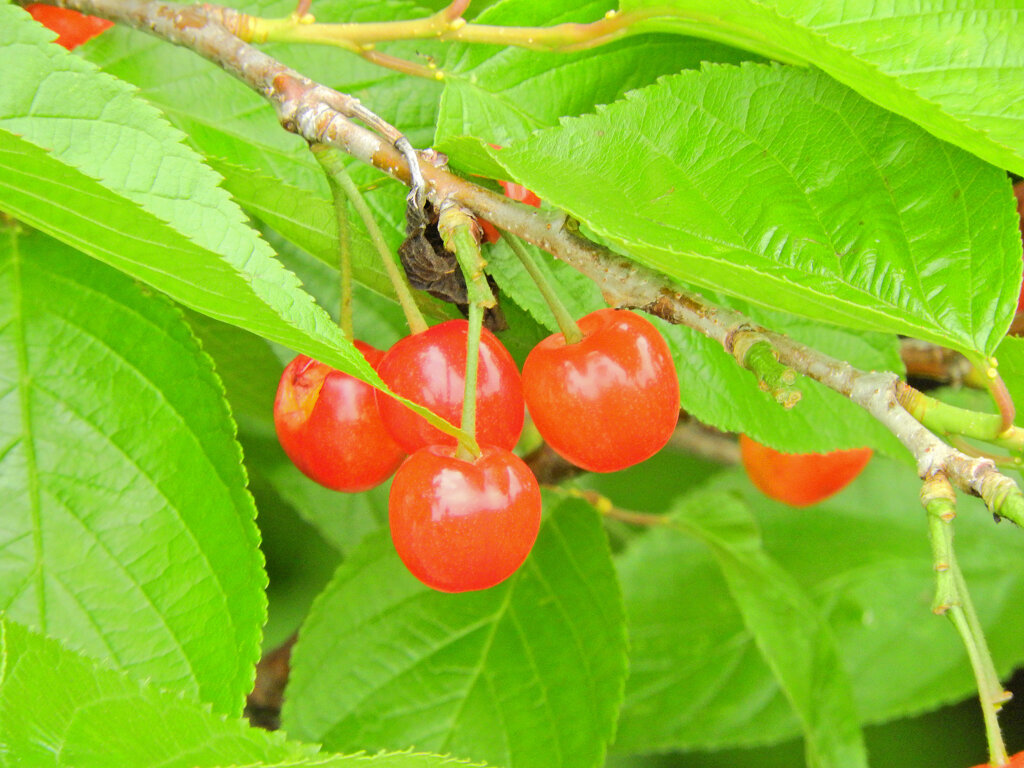 暖地桜桃（だんちおうとう）１