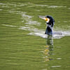 等々力緑地公園・・釣り堀池でネッシー・・カワウ（笑）　１