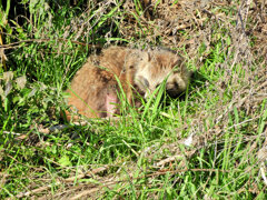 野生の狸さんです　２