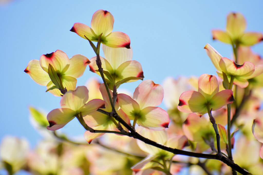 花水木　１０