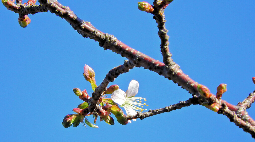 ヒマラヤ桜　開花　２