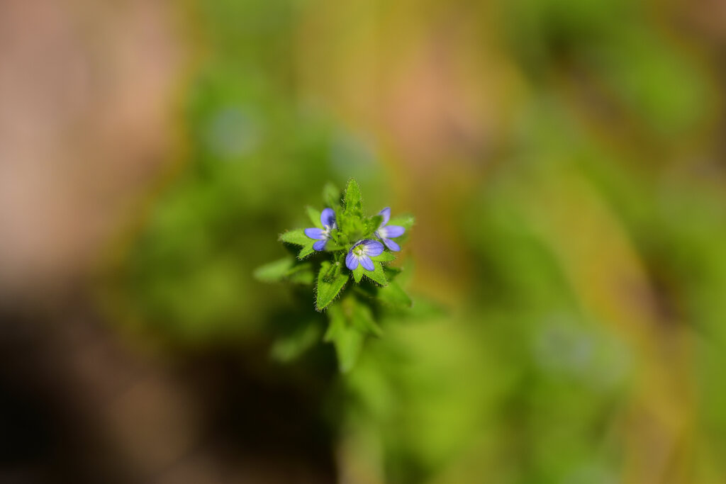 「立犬（たちいぬ）のフグリ」の花　４