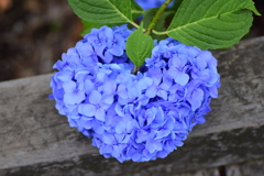 私の♡を探して・・・７