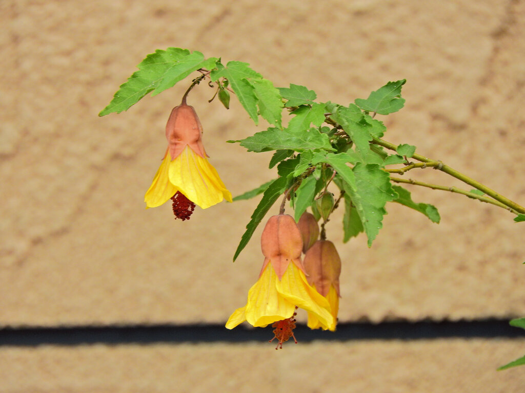 アブチロン：イエロー　１