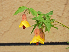 アブチロン：イエロー　１