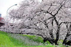 二子玉川の桜　５