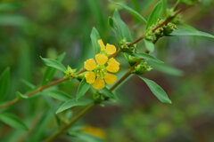 きばなみそはぎ (黄花禊萩)　２