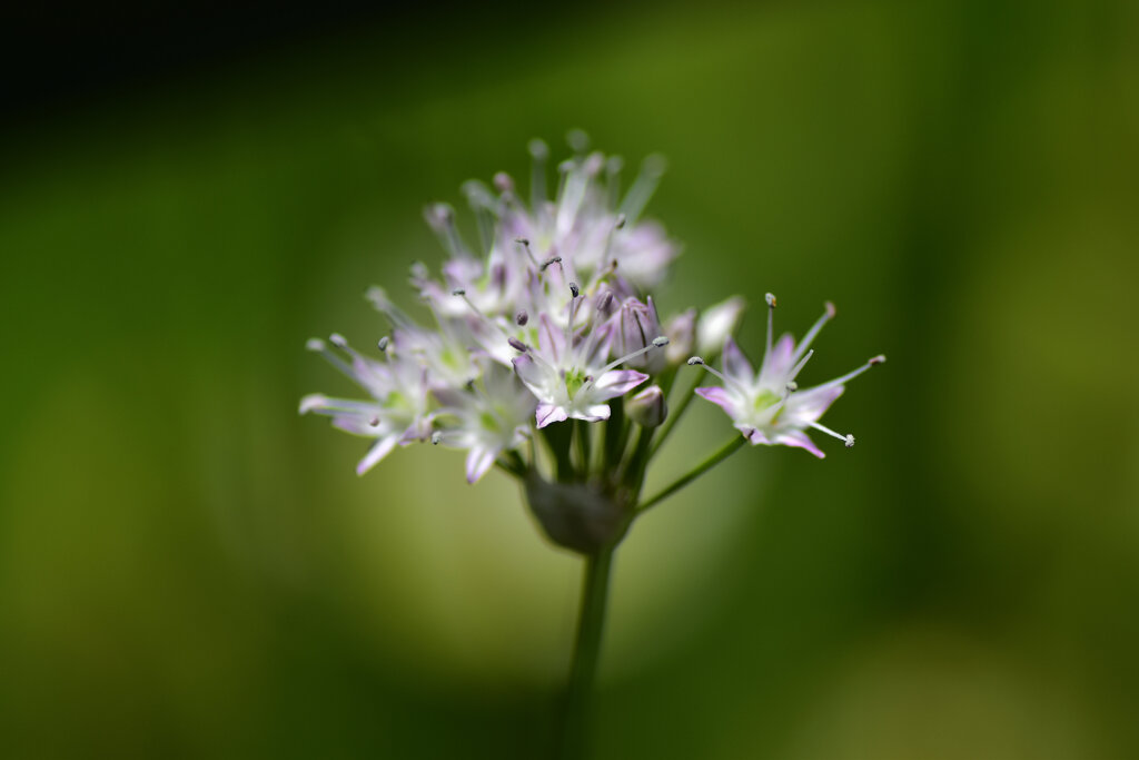 野蒜 （のびる）の花　３