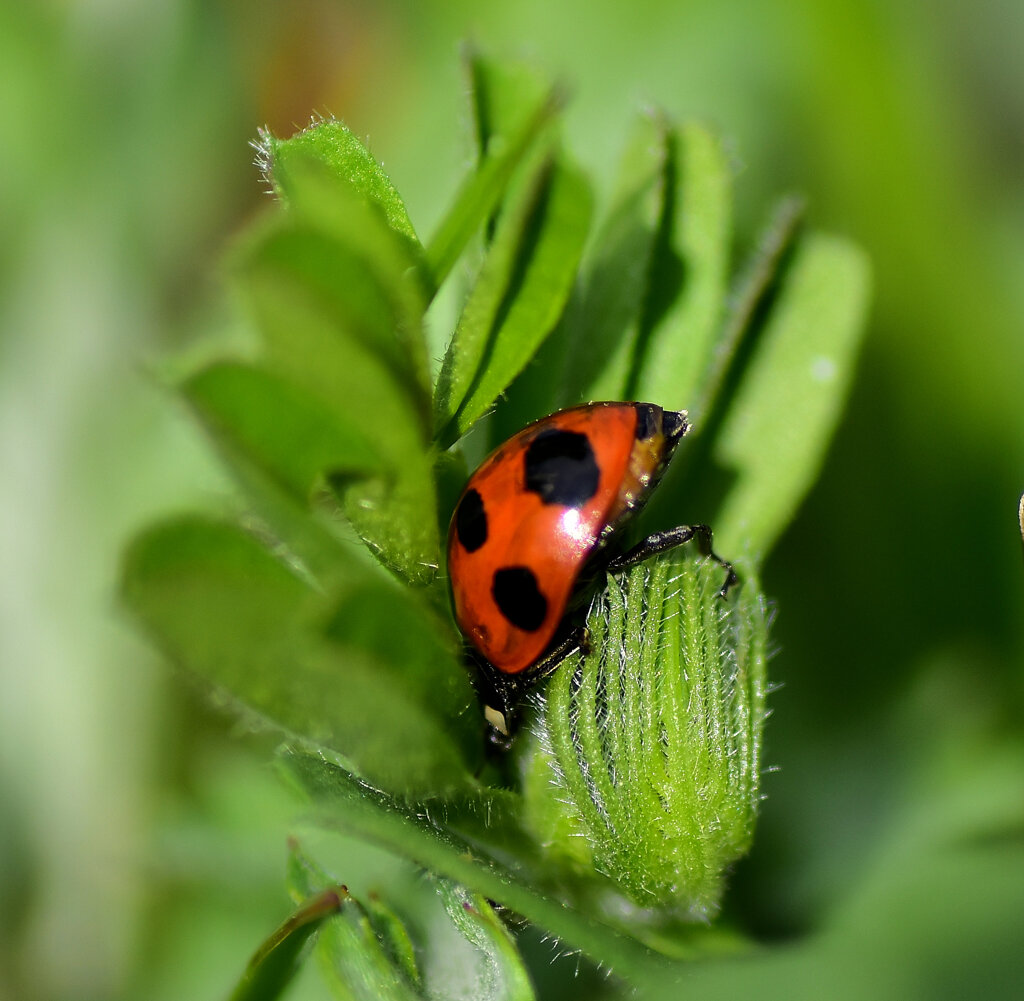ナナホシテントウ　さん　５
