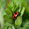 ナナホシテントウ　さん　５