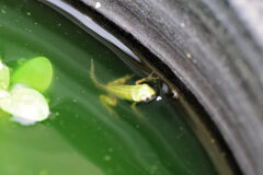 まだ尻尾が残ってます　新米の雨蛙　２