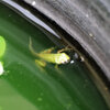 まだ尻尾が残ってます　新米の雨蛙　２