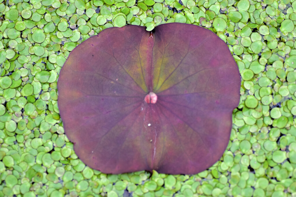 蓮の芽吹き　２