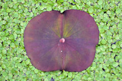 蓮の芽吹き　２