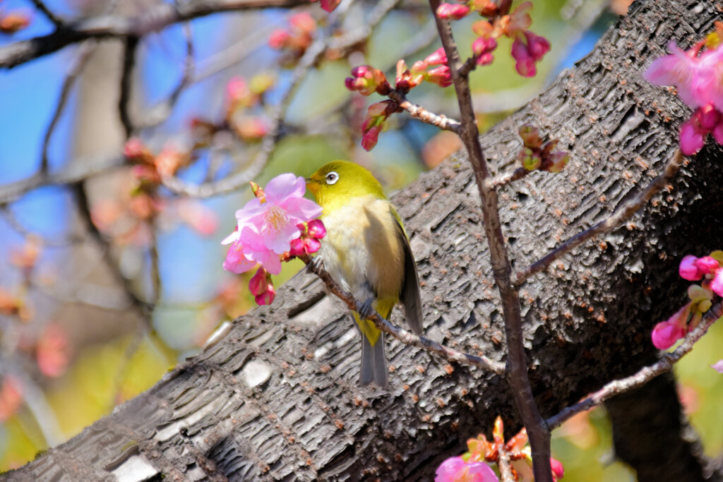 サクジロー⌒(ё)⌒　１４