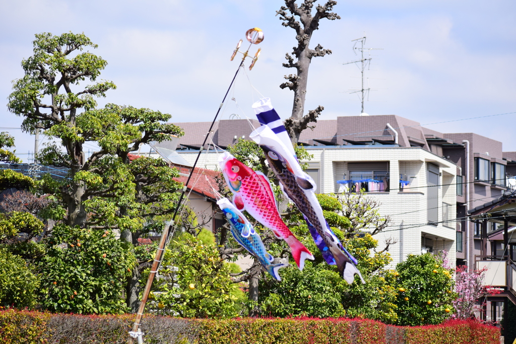 近所の農家の畑に鯉のぼり　１