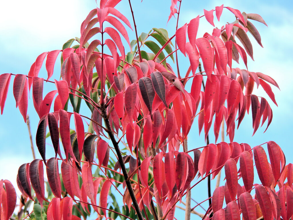 山黄櫨 （やまはぜ）の紅葉　７