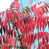 山黄櫨 （やまはぜ）の紅葉　７