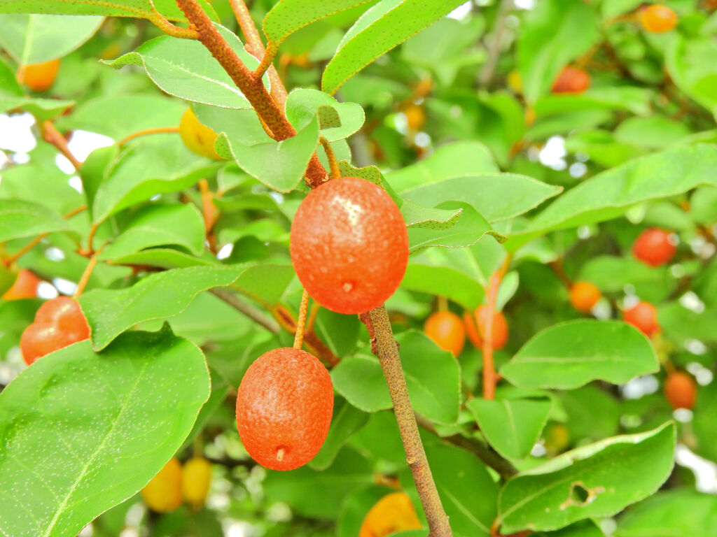 夏茱萸の実　１