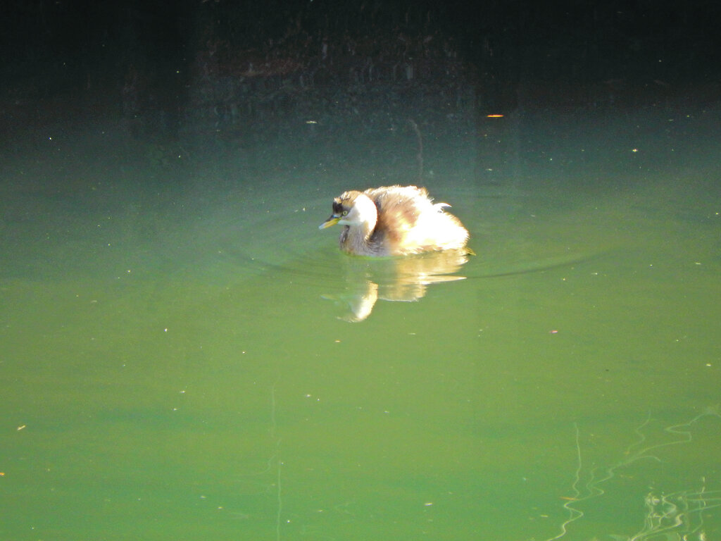 カイツブリ　１