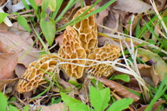 チブル星人の地球侵略か！？　アミガサタケ？　７